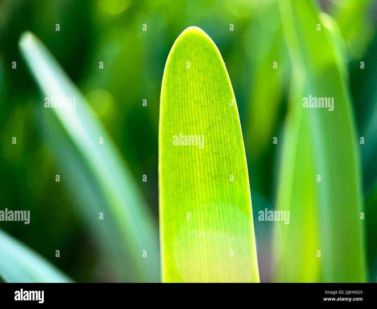 Ein selektiver Fokus von grünem Gras Stockfoto