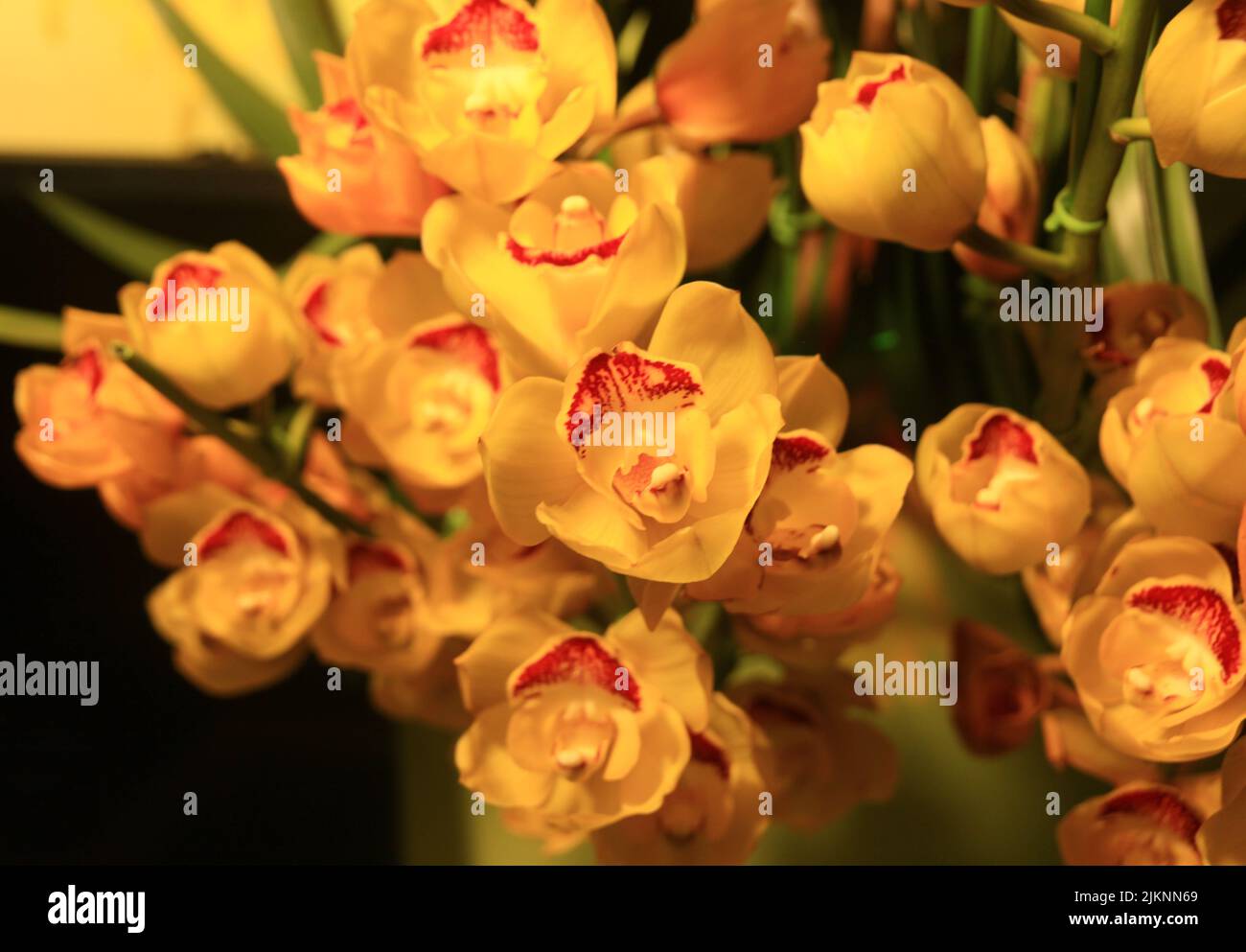 Eine Nahaufnahme von Orchideen auf dem verschwommenen Hintergrund Stockfoto