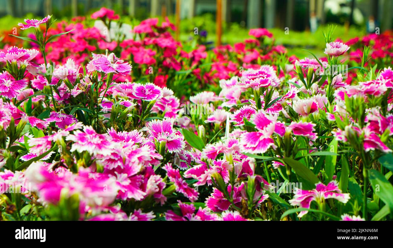 Eine Nahaufnahme von Nelken, die im Garten blühen Stockfoto