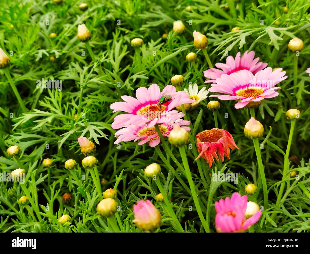 Eine Nahaufnahme von marguerite-Gänseblümchen, die im Garten blühen Stockfoto