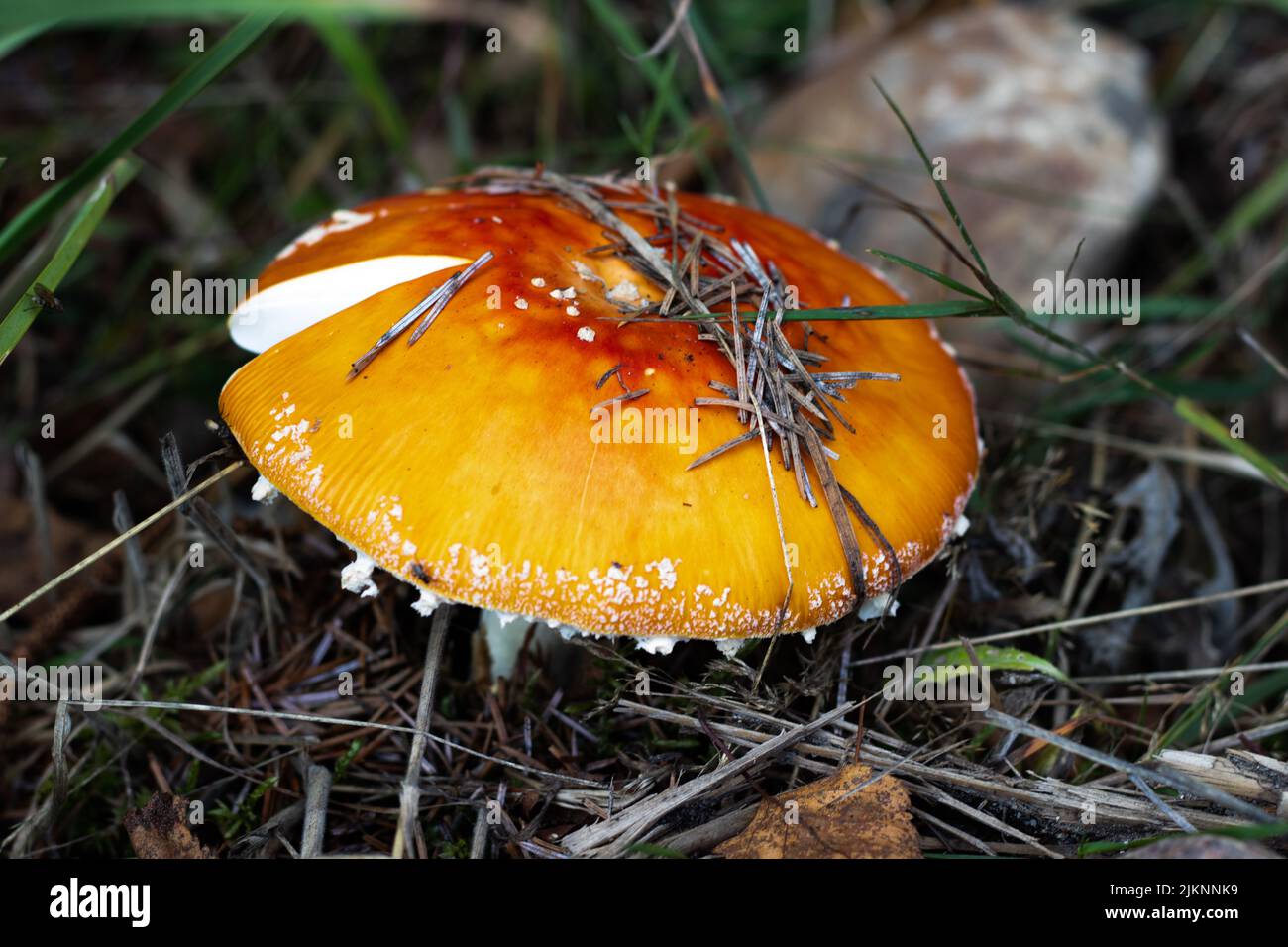 Nahaufnahme eines Pilzes mit unscharfem Hintergrund Stockfoto