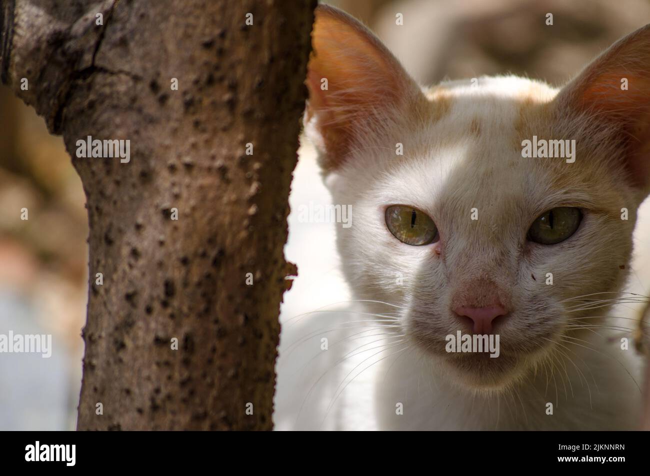 Nahaufnahme einer weißen, ernsthaften Katze, die die Kamera anschaut Stockfoto