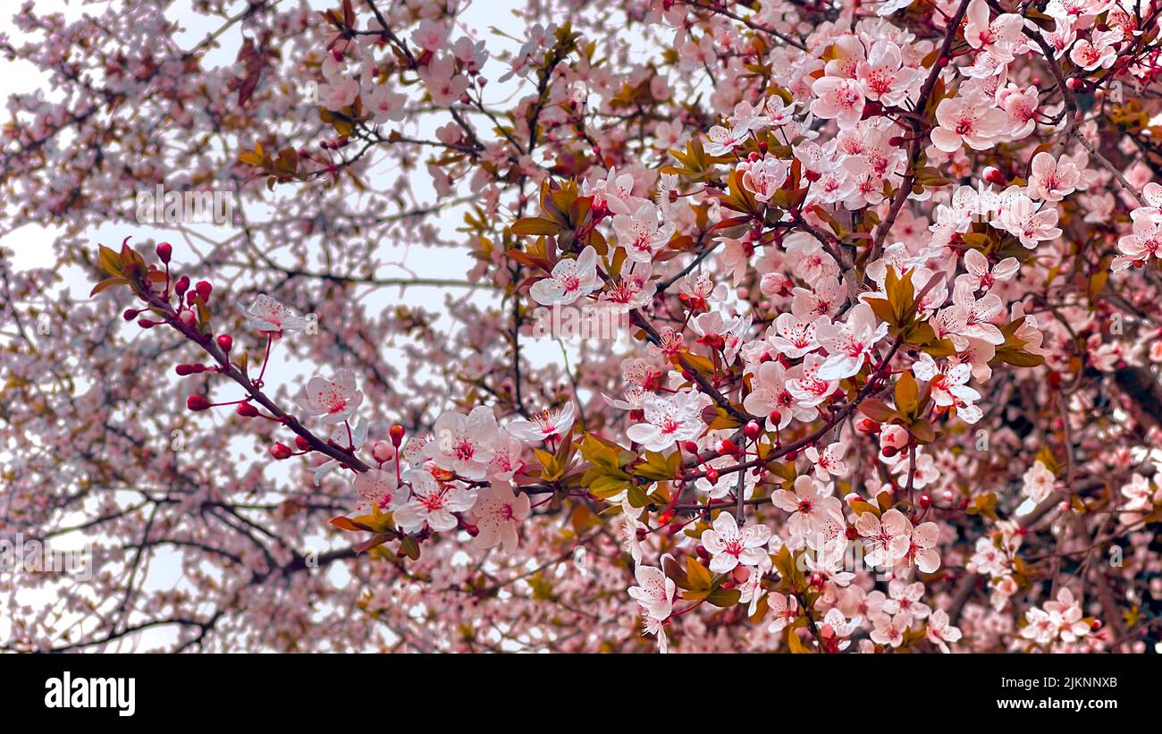 Ein rot blühender Baum verzweigt sich mit Blüten Stockfoto