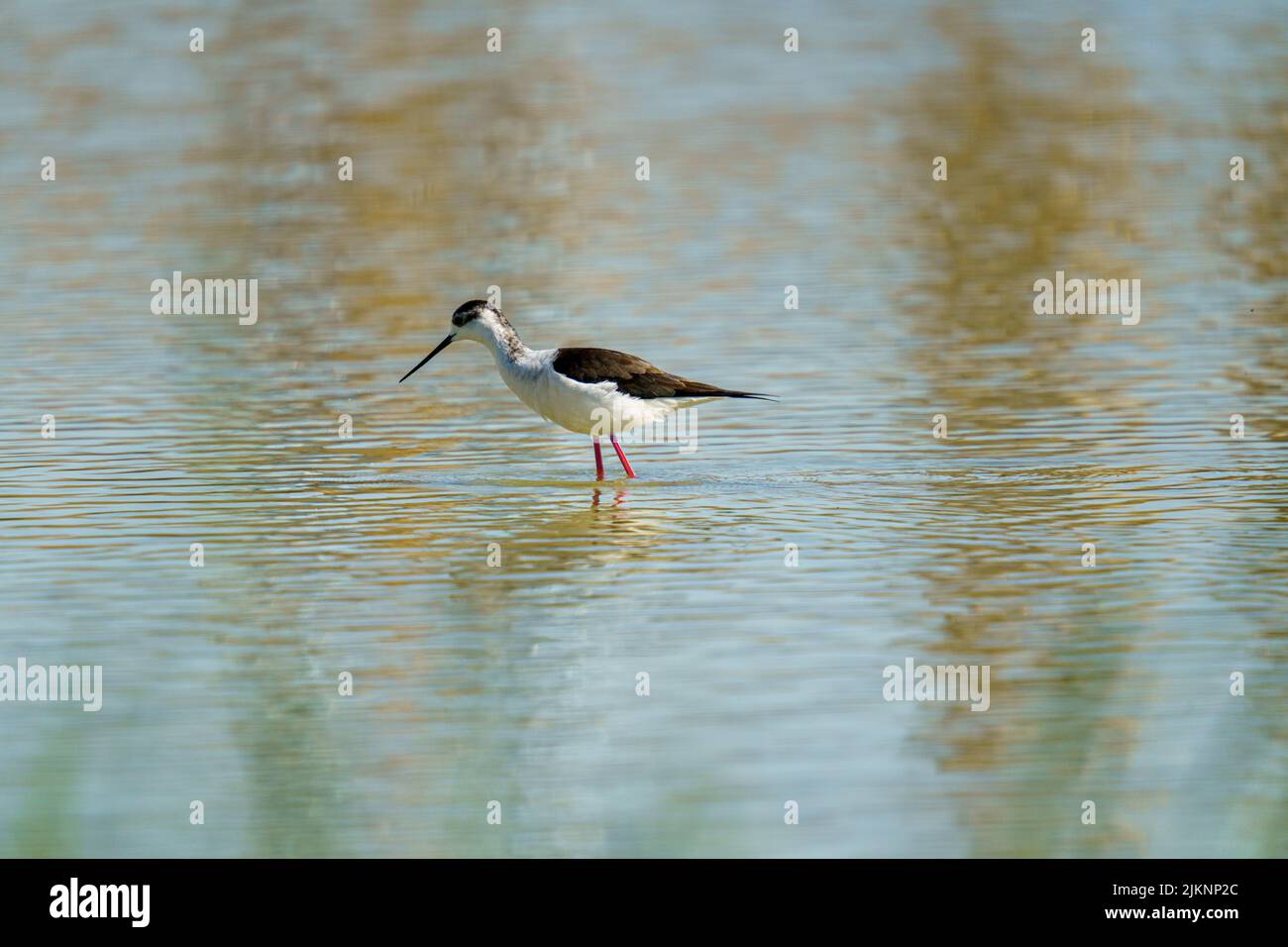 Ein Schwarzflügeliger Stelzen, der auf einem verschwommenen Hintergrund im Wasser läuft Stockfoto