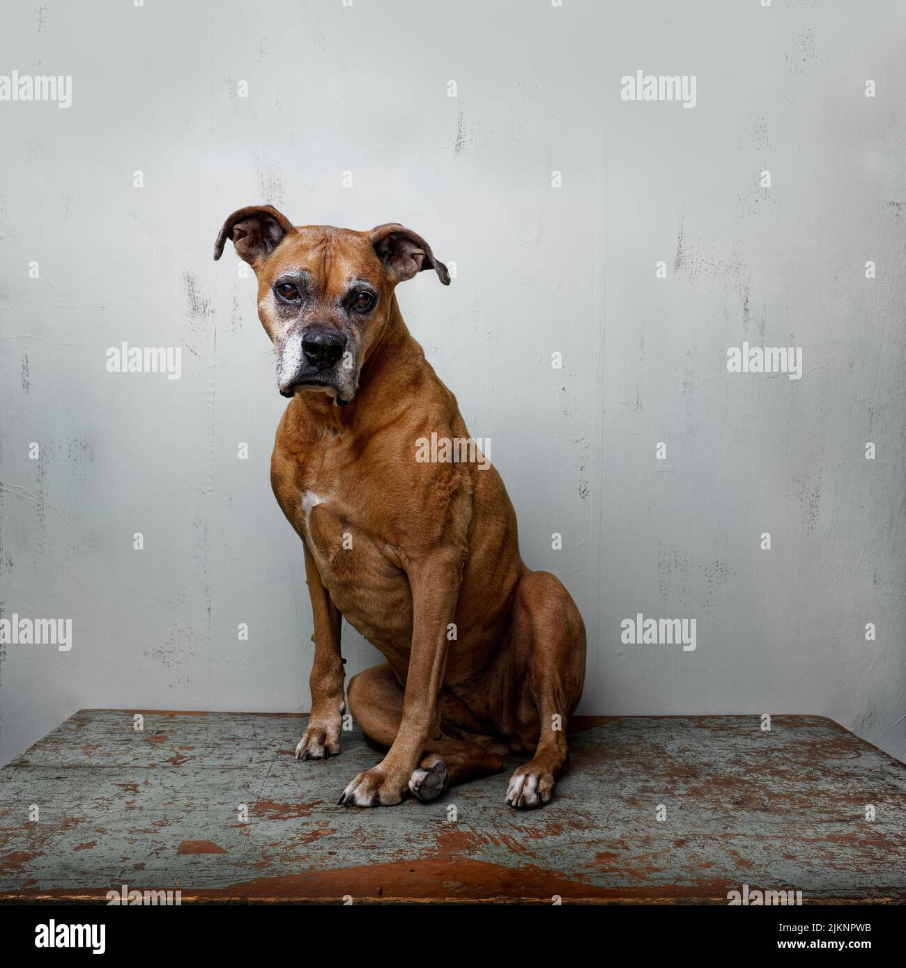 Ein vertikales Nahaufnahme-Porträt eines braunen Boxerwelpen, der an einer weißen Wand sitzt und auf die Kamera schaut Stockfoto