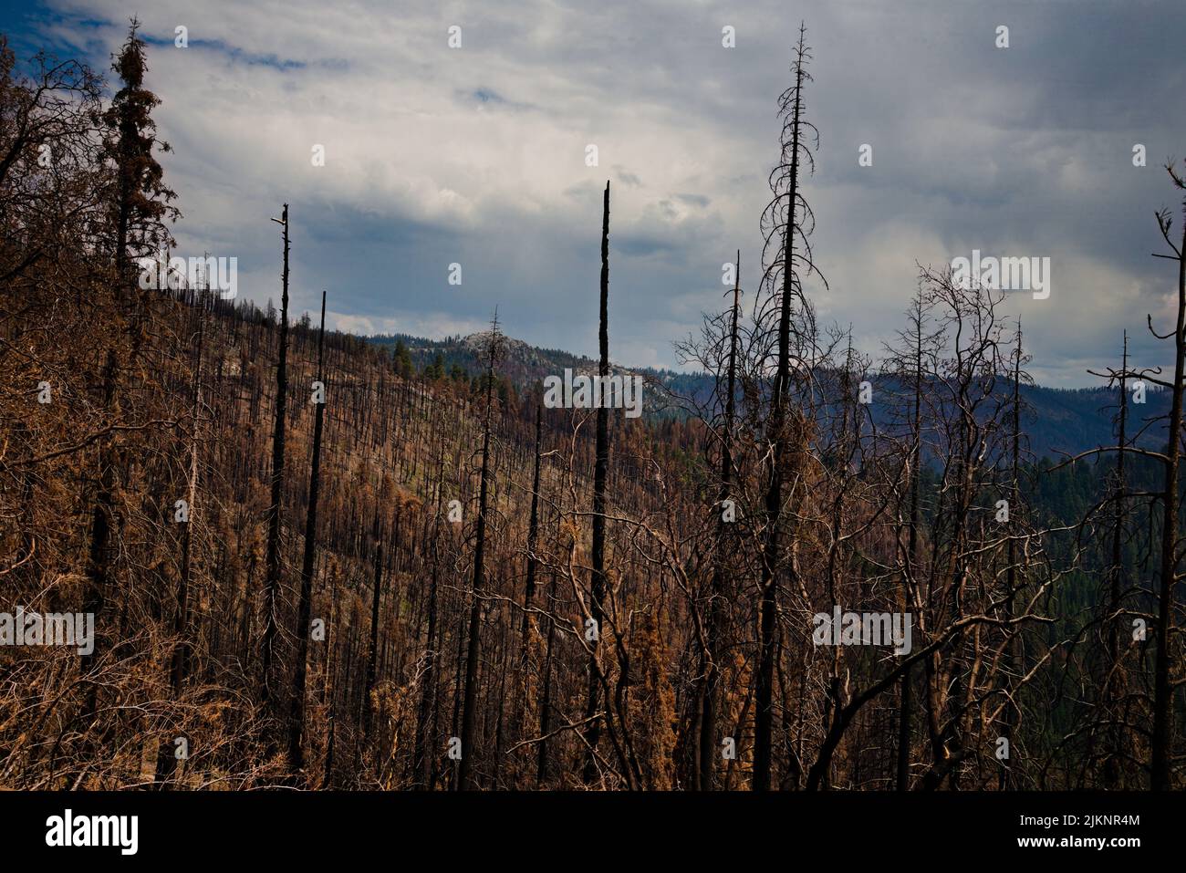 Landschaft mit verheerenden Auswirkungen des Waldbrands vom Herbst 2021 im Sequoia Nat'l Park. Auf einem bedrohlichen Himmel aufgenommen. Ein anderer Blick auf die Veränderung der Natur. Stockfoto