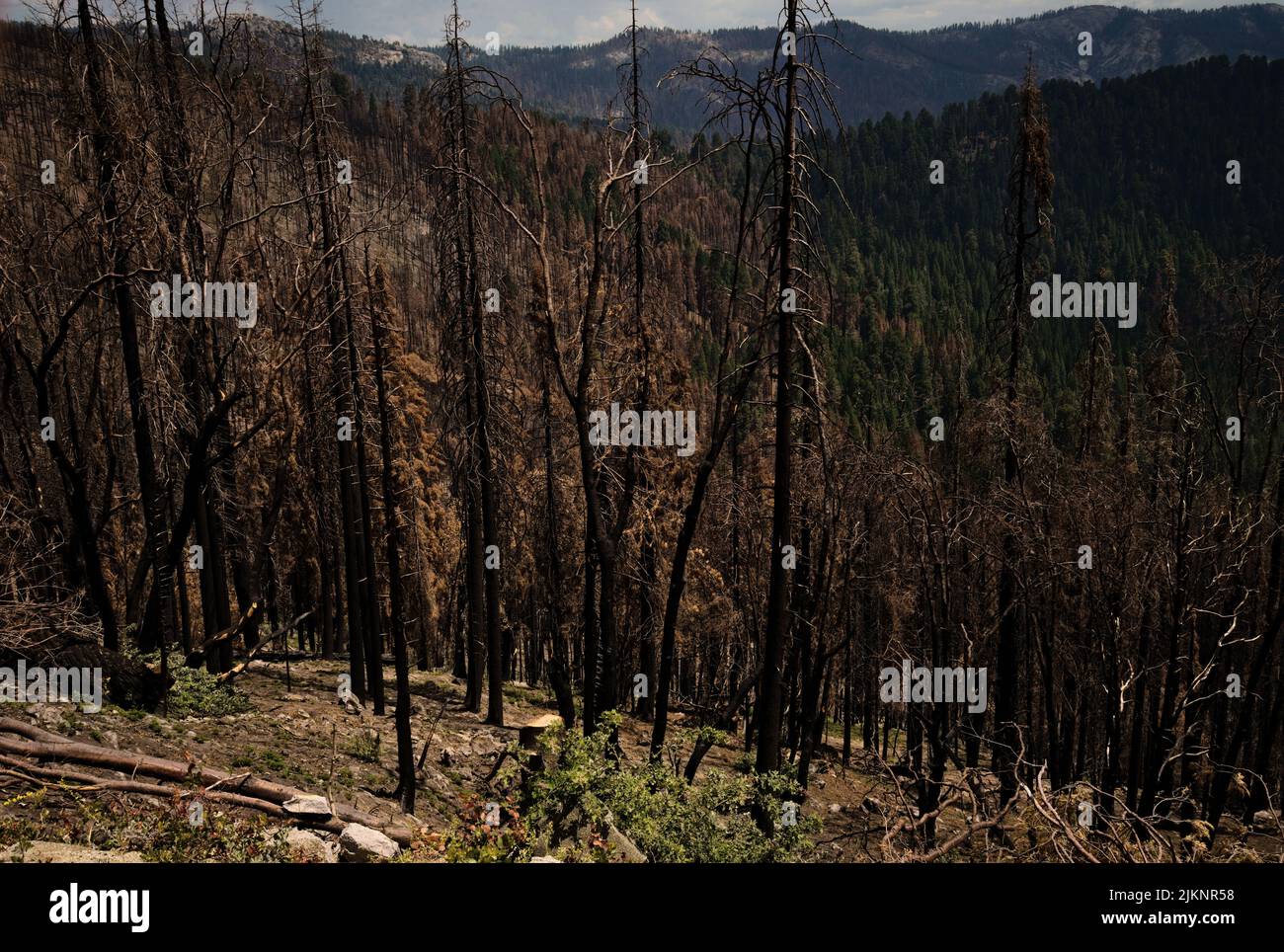 Landschaft mit verheerenden Auswirkungen des Waldbrands vom Herbst 2021 im Sequoia Nat'l Park. Auf einem bedrohlichen Himmel aufgenommen. Ein anderer Blick auf die Veränderung der Natur. Stockfoto