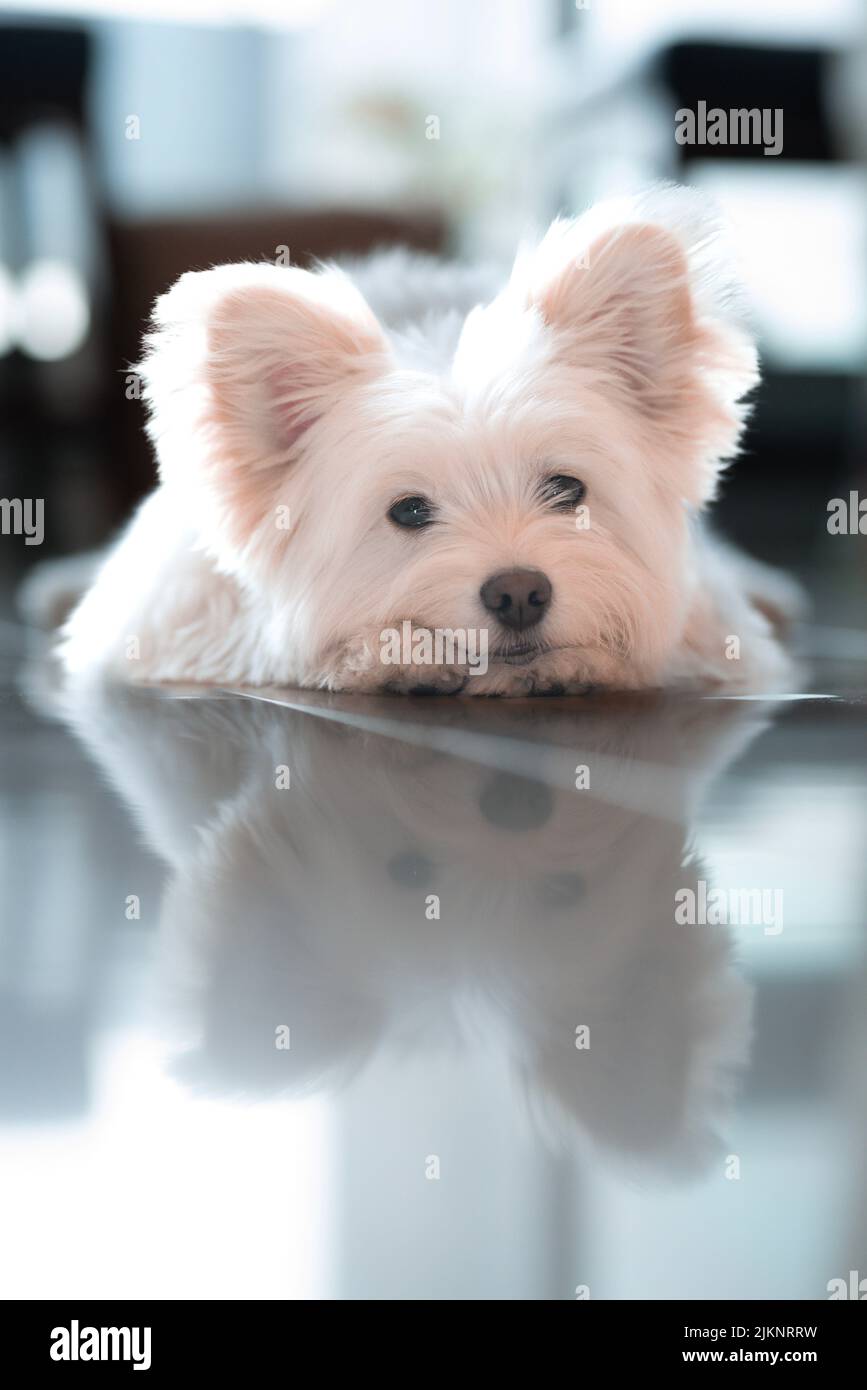 Ein süßer pelziges Yorkshire Terrier Welpe, der sich auf einem Tisch lehnt, dessen Gesicht sich auf der Oberfläche reflektiert Stockfoto