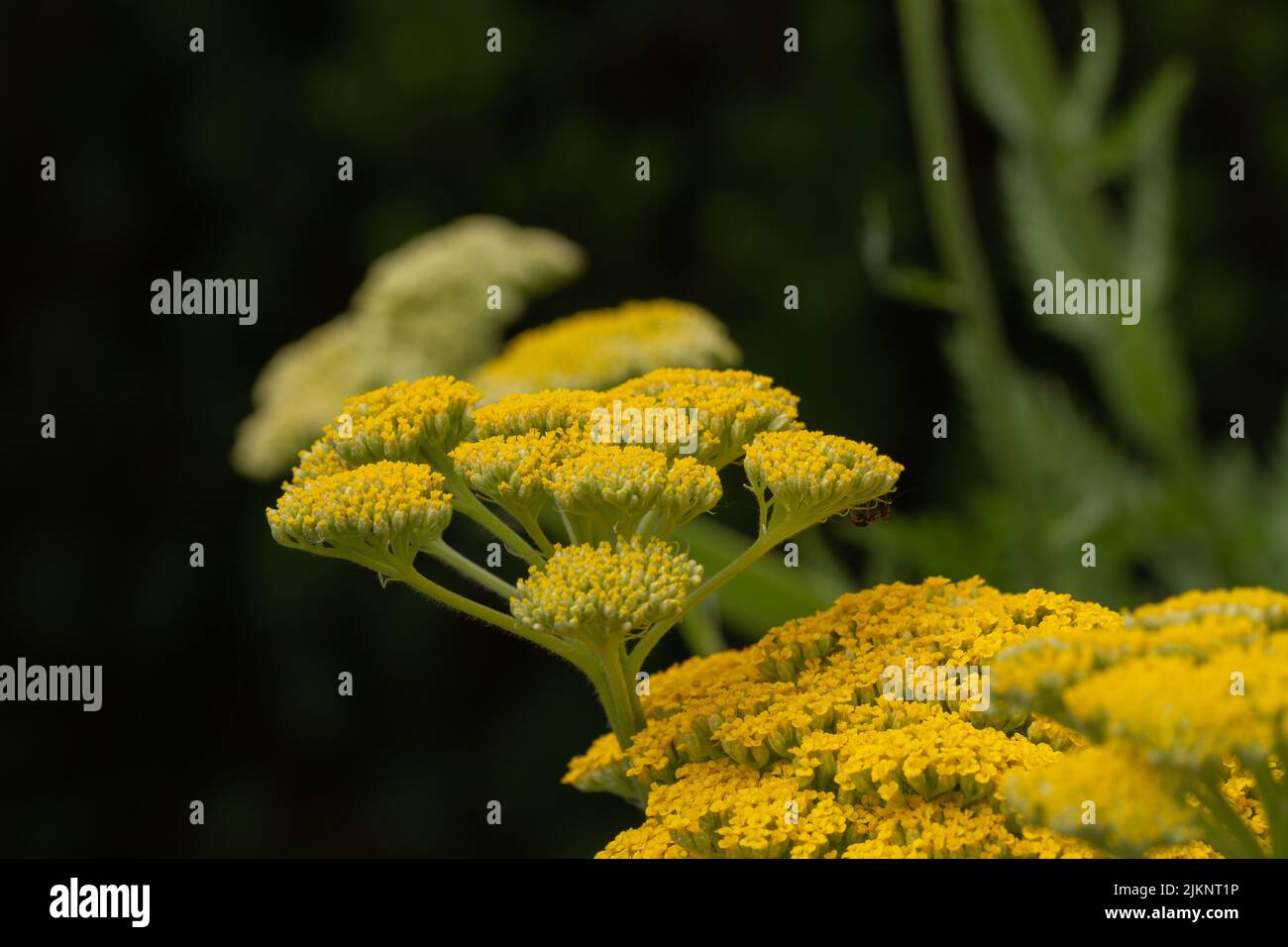 Close-ip von gelben Milfolienblüten (achillea) Stockfoto