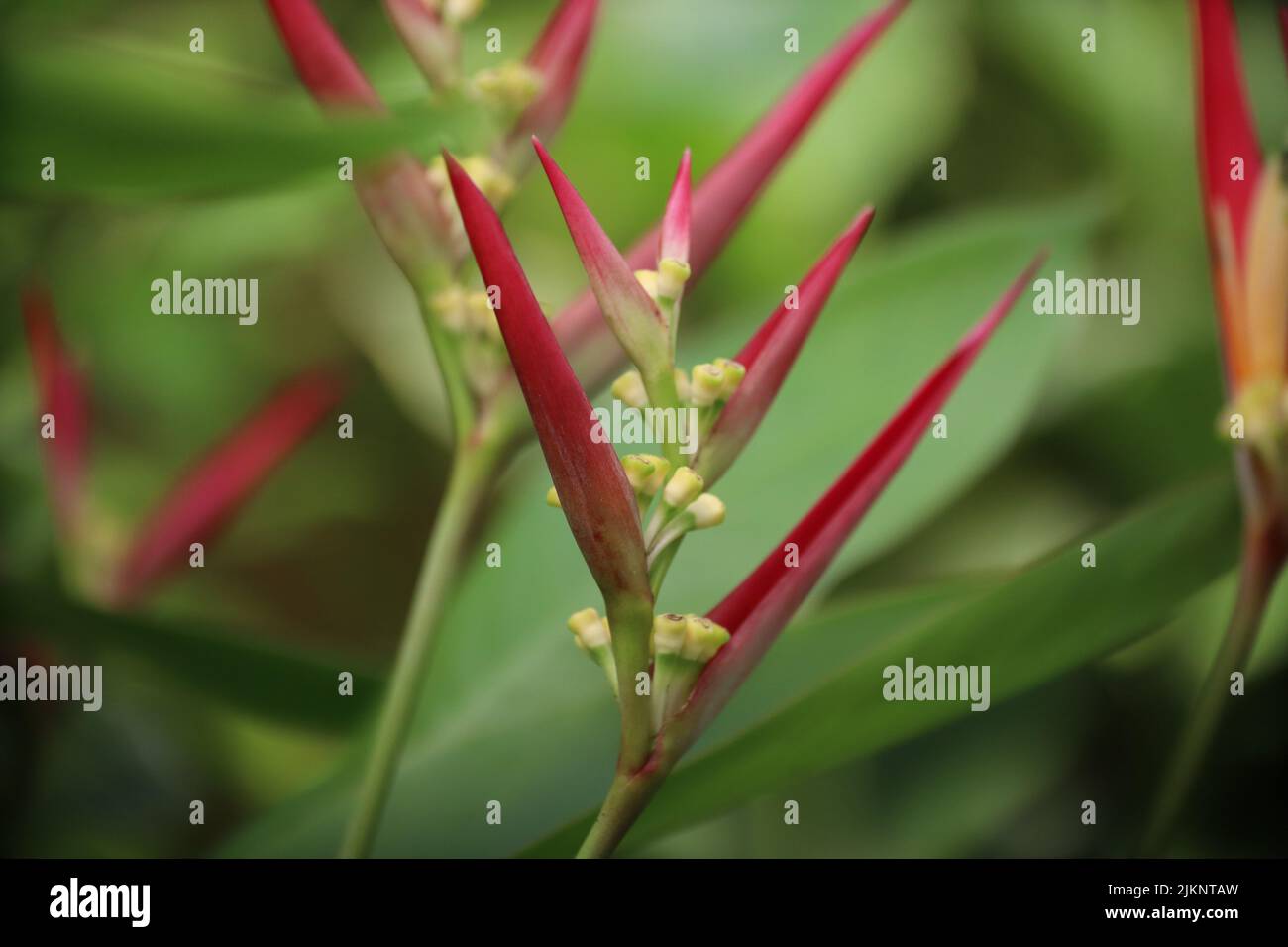 Eine Nahaufnahme der schönen Heliconia angusta blüht gegen das grüne Laub. Stockfoto