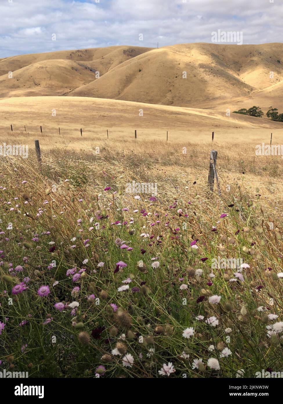 Dramatische Landschaft mit sanften Hügeln Landschaft Ackerland Bunte Wildblumen getupfelt Sonnenlicht Landschaft goldenen Farben Stockfoto