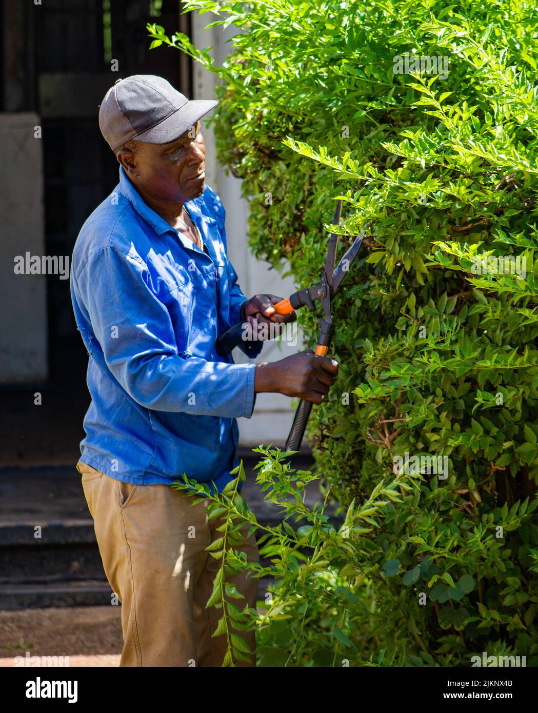 Eine vertikale Aufnahme eines alten schwarzen Mannes in blauen Overalls, der eine Hecke trimmt Stockfoto