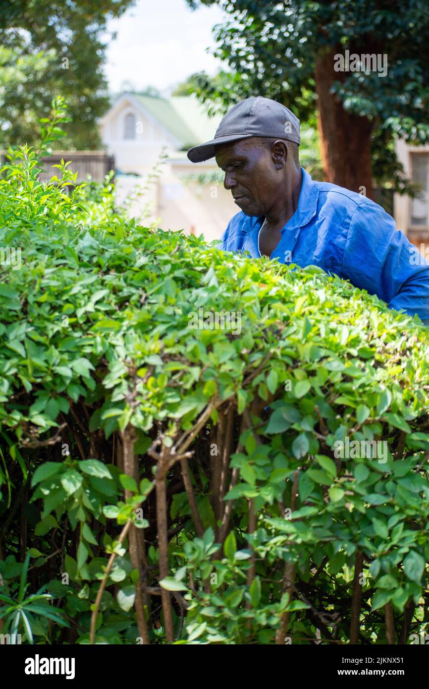 Eine vertikale Aufnahme eines alten schwarzen Mannes in blauen Overalls, der eine Hecke trimmt Stockfoto