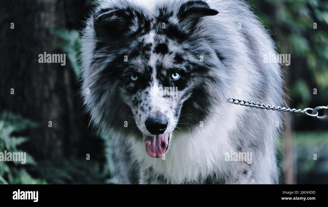 Ein wunderschöner, seltener Mischlingshund mit blauen Augen auf einem verschwommenen Hintergrund Stockfoto