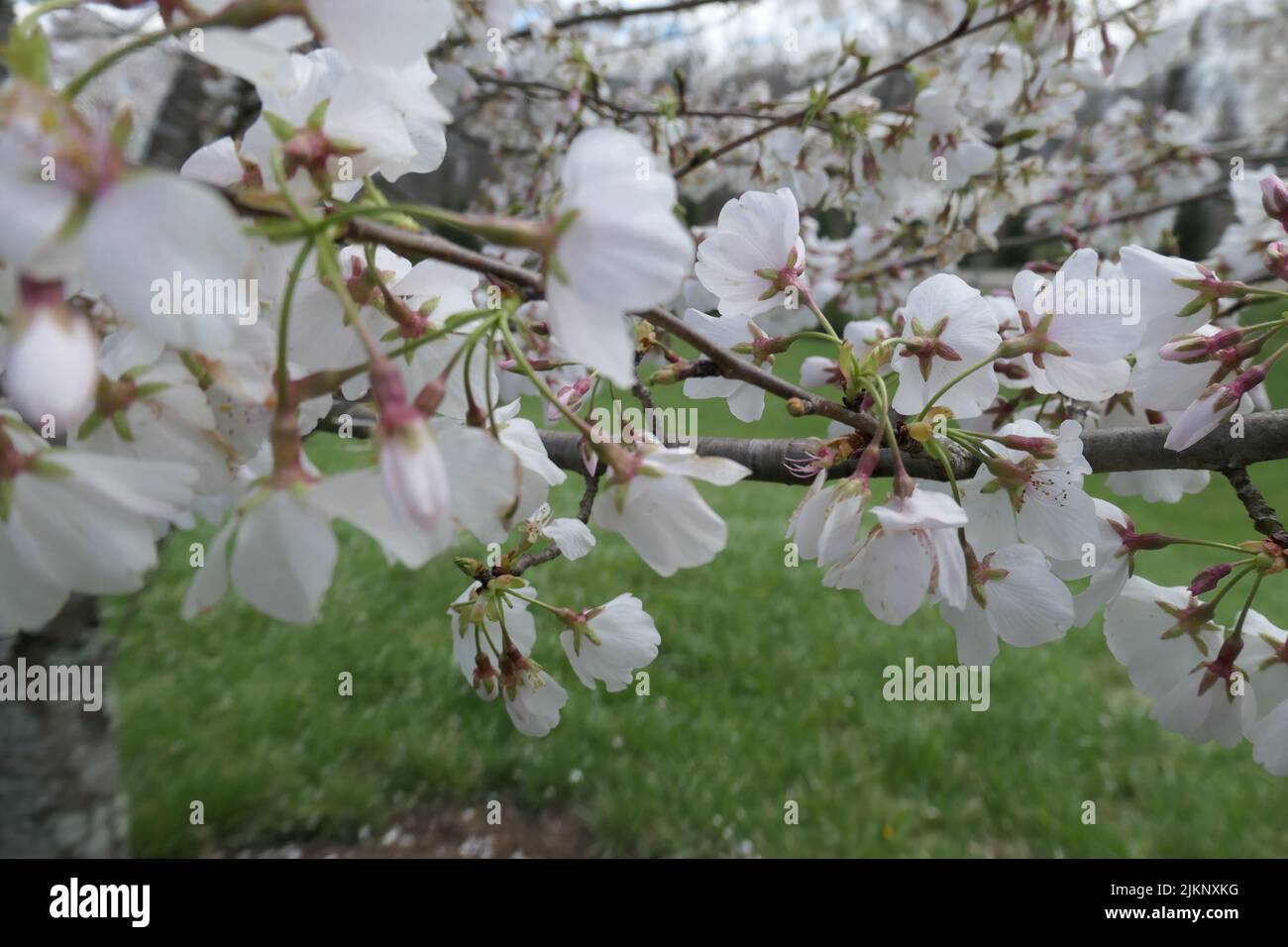 Schöne weiße Blumen, die im Frühling auf einem Baum wachsen Stockfoto