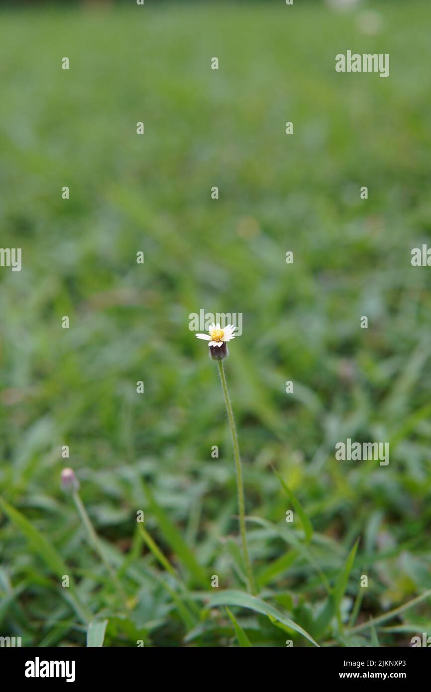Eine Selektion einer kleinen Wildblume in einem Feld Stockfoto