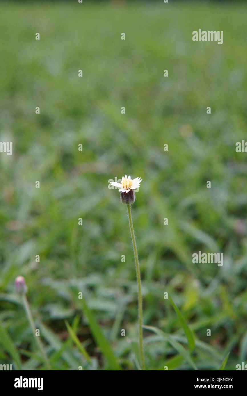 Eine Selektion einer Gänseblümchen in einem Feld Stockfoto