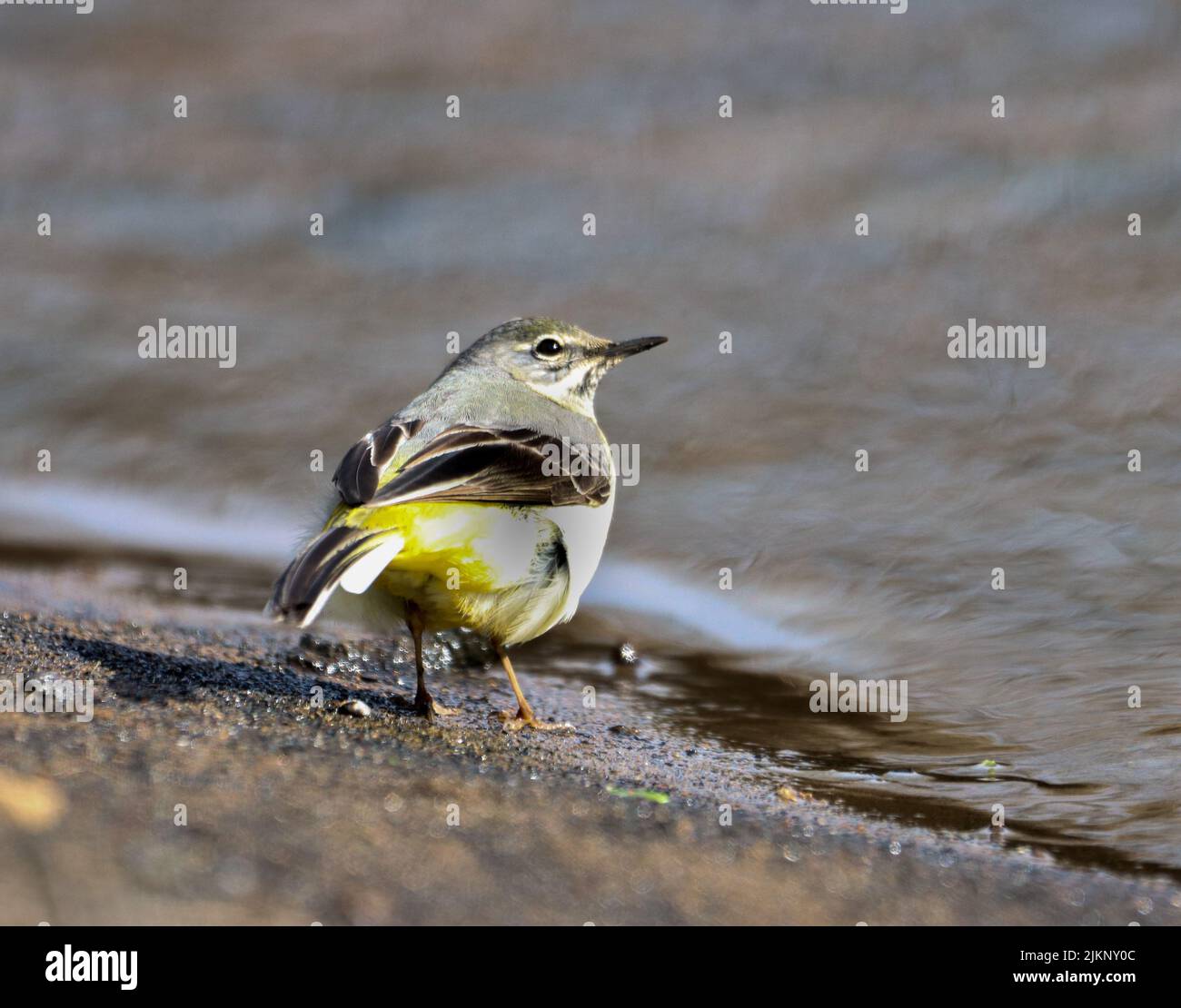 Nahaufnahme eines grauen Bachstelzvogels auf nassem Boden Stockfoto