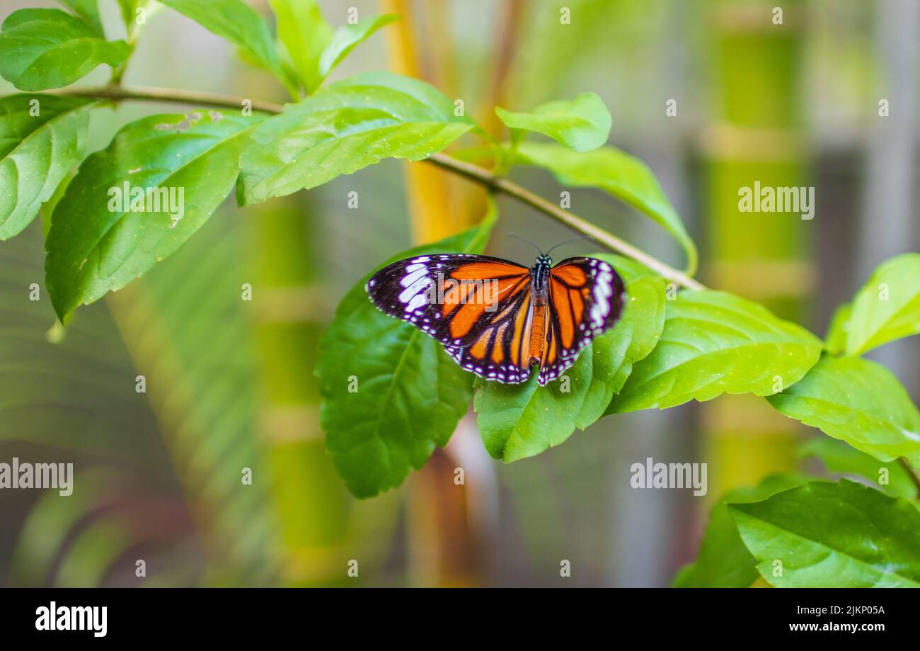 Thailändischer Schmetterling in der Natur Thailands Stockfoto