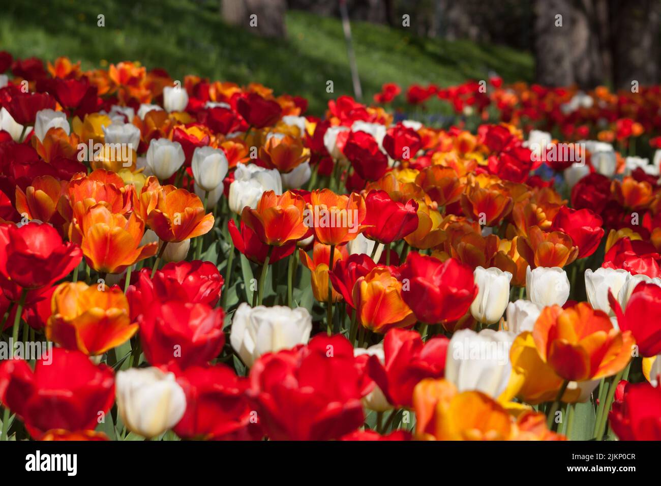 Ein paar bunte Tulpen an einem sonnigen Tag Stockfoto
