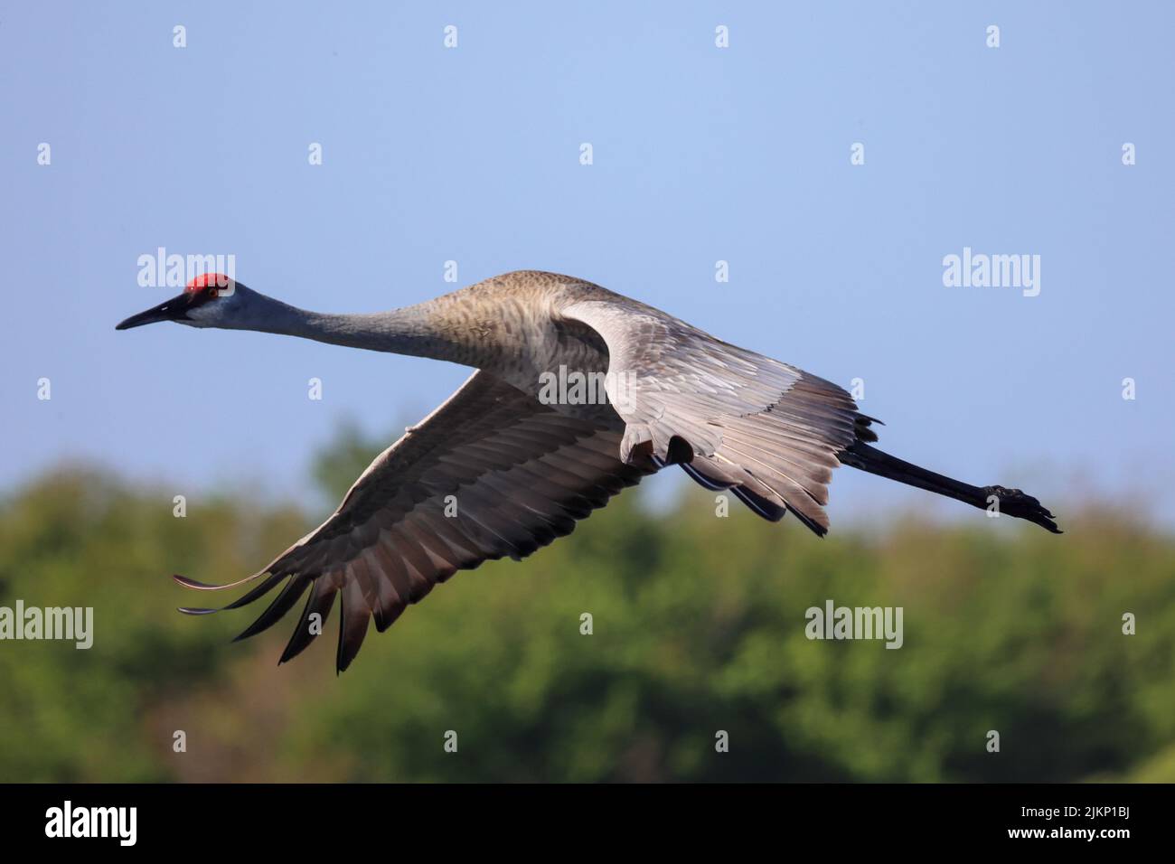 Ein selektiver Fokus eines Sandhill Crane im Flug über den Myakka River State Park Stockfoto