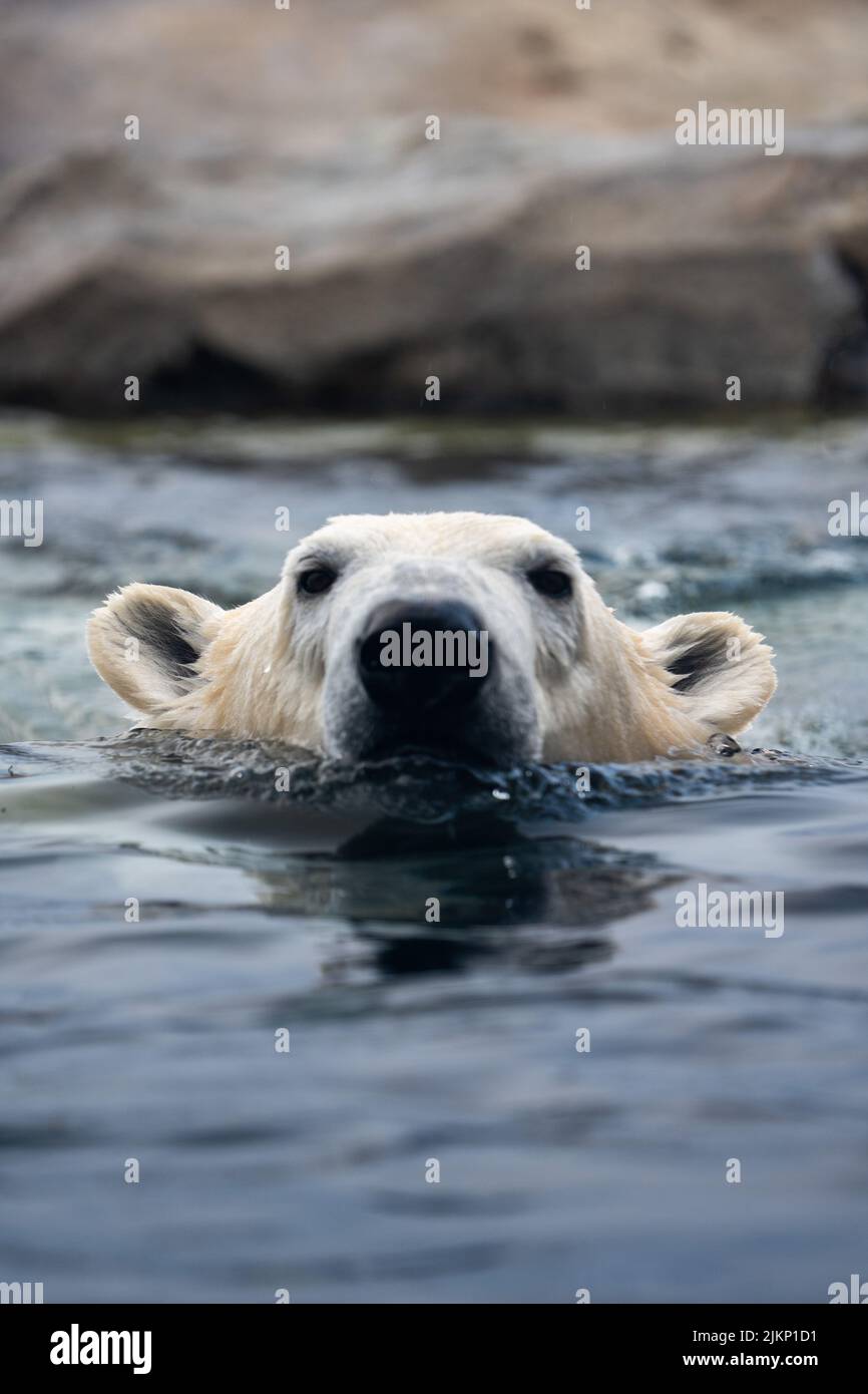 Eine vertikale Nahaufnahme eines nassen weißen Eisbären im Wasser in einem Nationalpark Stockfoto