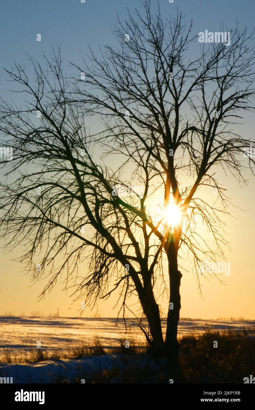 Eine vertikale Aufnahme eines blattlosen trockenen Baumes, der die Wärme der Sonnenstrahlen im Winter absorbiert Stockfoto