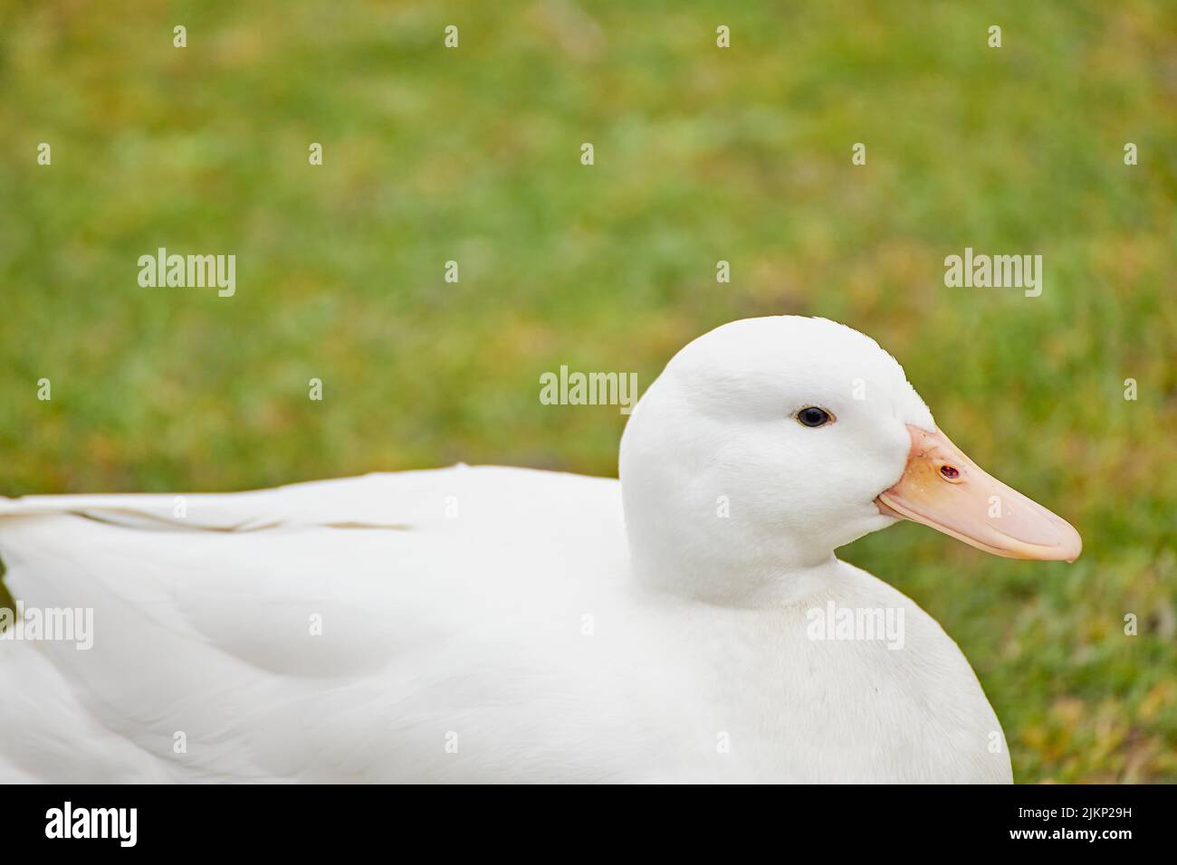 Nahaufnahme einer weißen Ente, die auf einem Rasen liegt Stockfoto