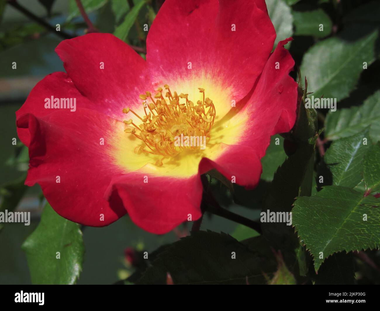 Rote Rosenblüte mit gelben Staubgefäßen Stockfoto
