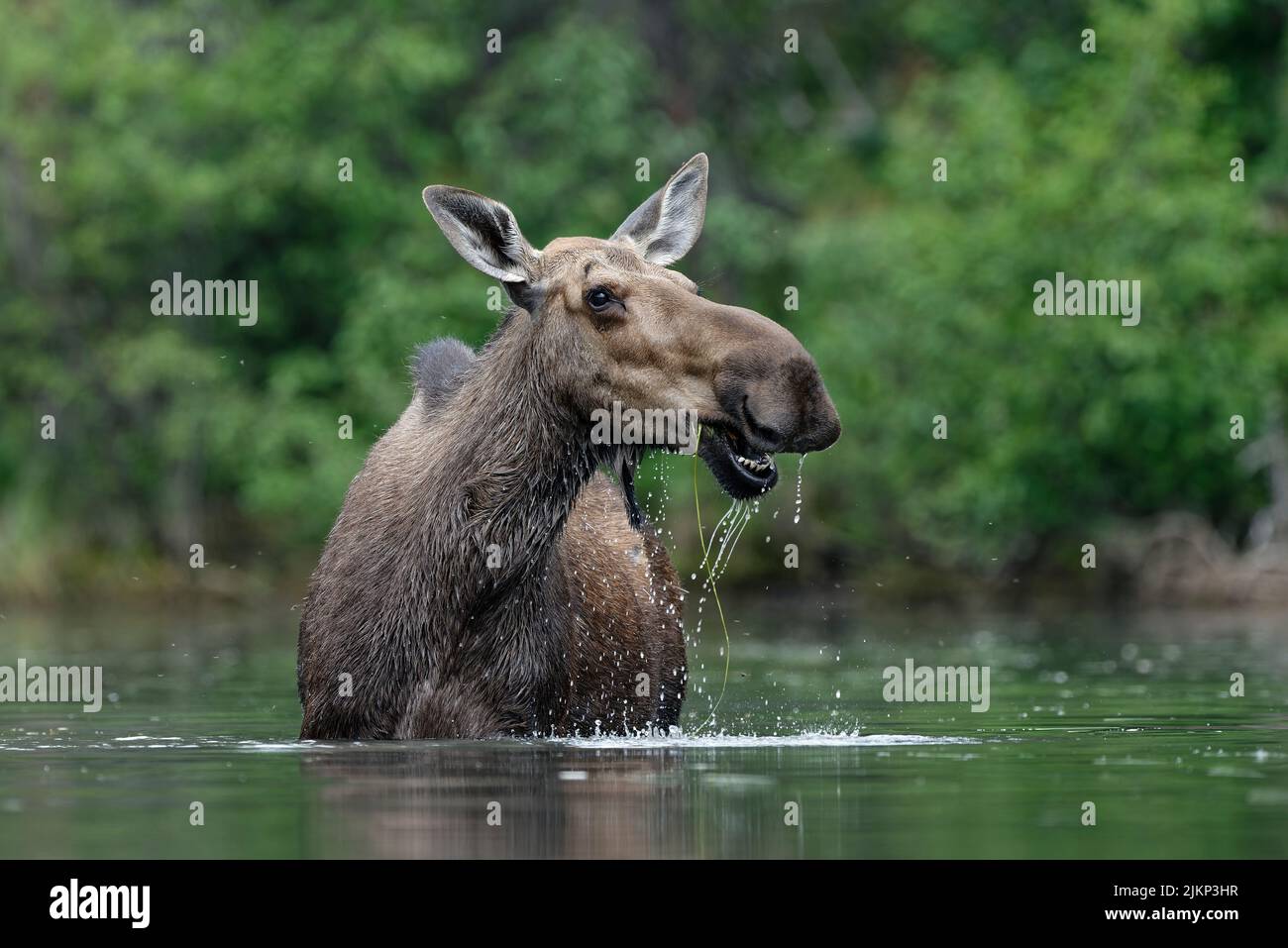 Aufgenommen am 07. Juli 2015 von William Kleedehn Stockfoto