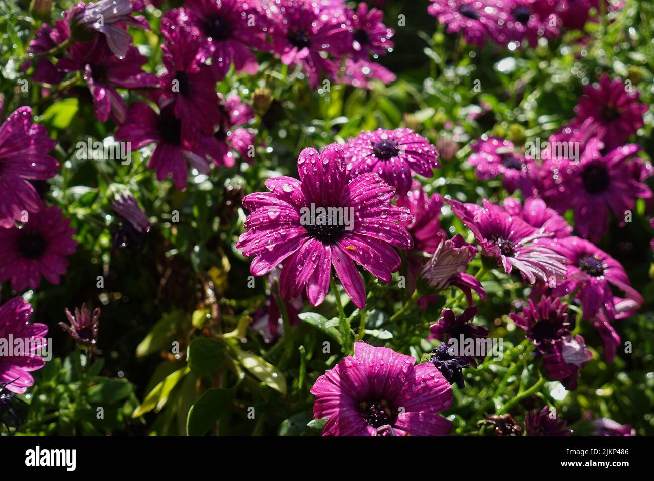 Ein Feld mit taufig frischen osteospermum- oder afrikanischen Gänseblümchen Stockfoto