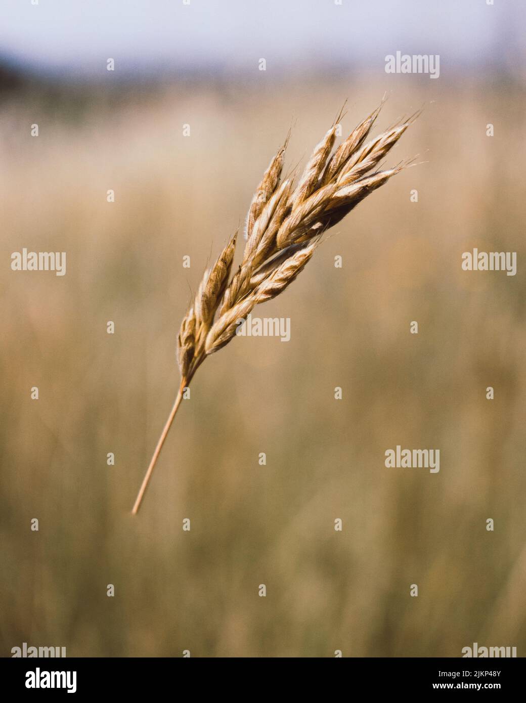 Ein flacher Fokus von einem Weizenspieß, der an einem sonnigen Tag auf dem Feld wächst, mit verschwommenem Hintergrund Stockfoto