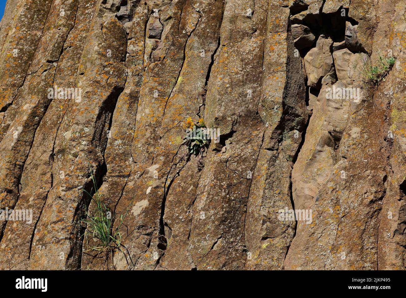 Ein alter Felsen mit Blumen, die in einem Riss wachsen Stockfoto