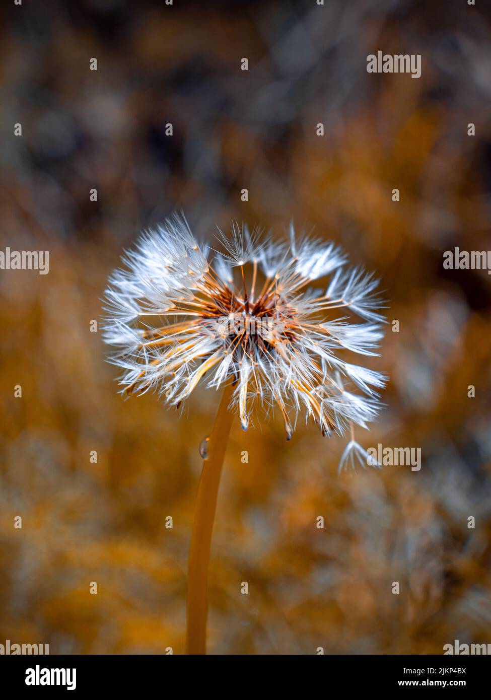 Eine Makrofokus-Aufnahme eines Wassertropfes auf dem Stamm eines gewöhnlichen Dandelions im Garten an einem sonnigen Tag mit verschwommenem Hintergrund Stockfoto