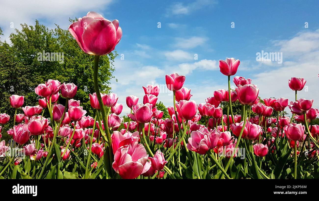 Ein Feld von rosa Tulpen in der Sonne Stockfoto