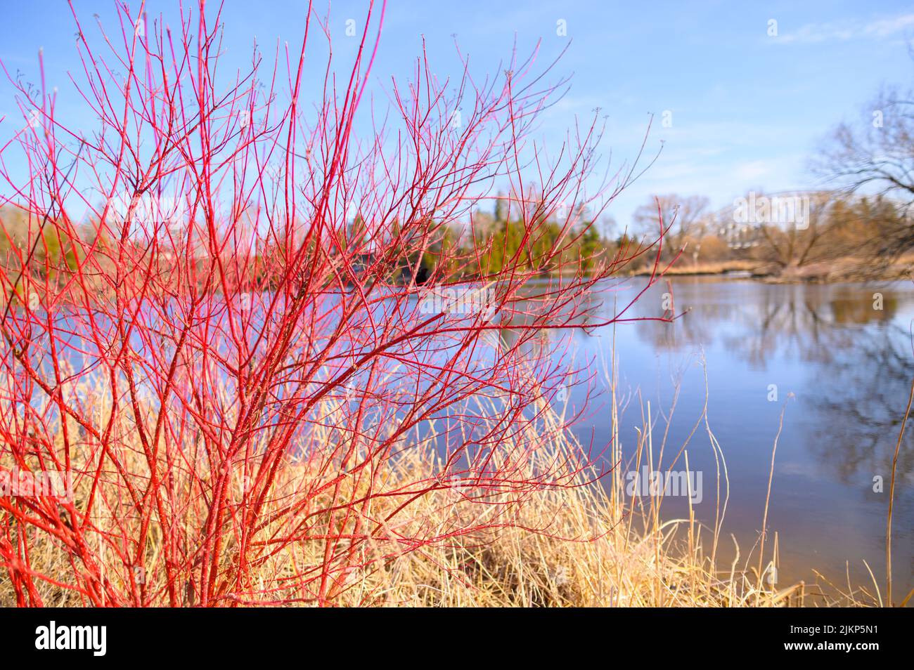 Ein roter Dogwood-Busch vor dem rideau-Fluss Stockfoto