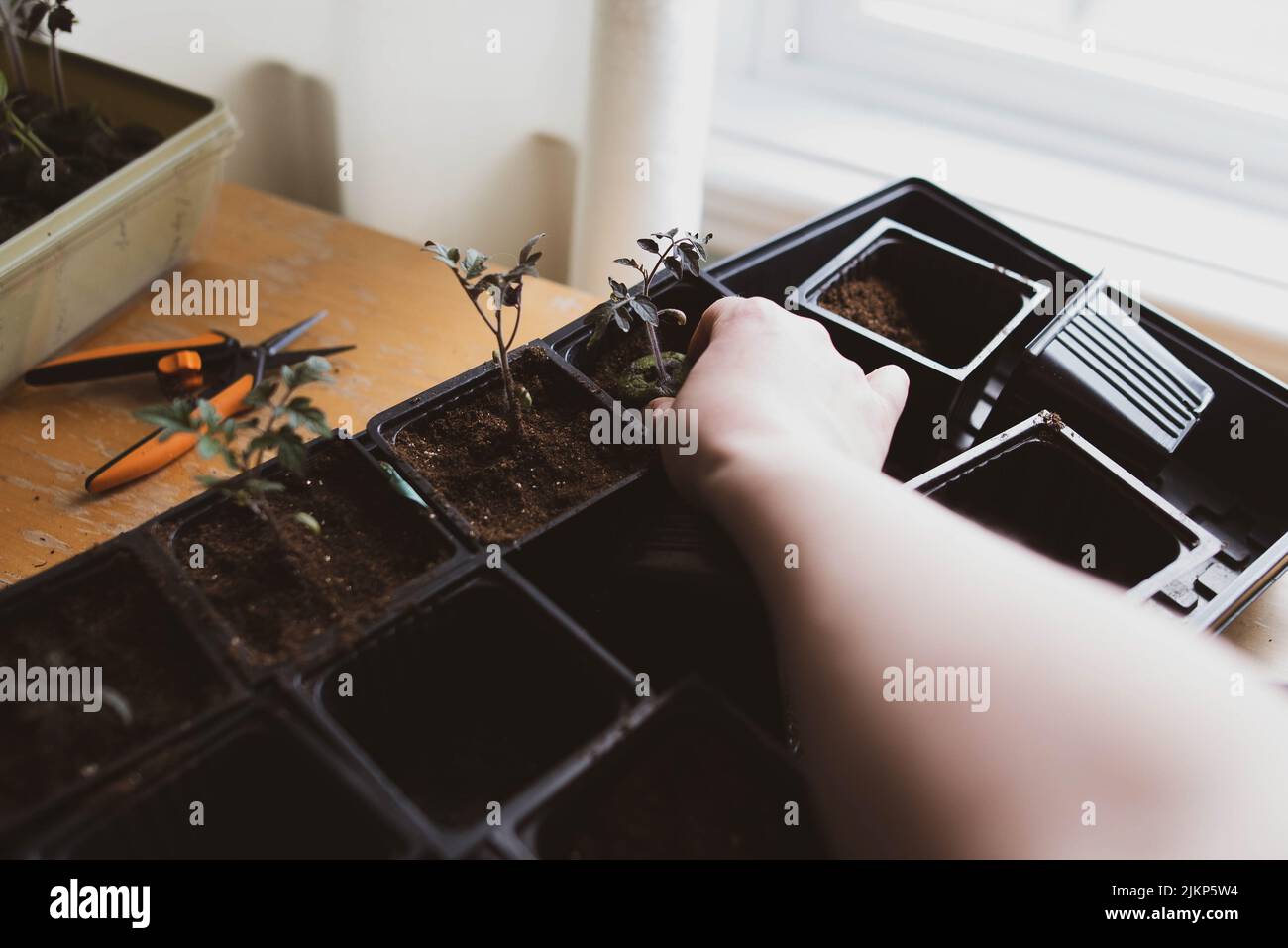 Eintopfen auf Tomatensämlinge im Innenbereich, um sich auf die Frühjahrspflanzung vorzubereiten Stockfoto