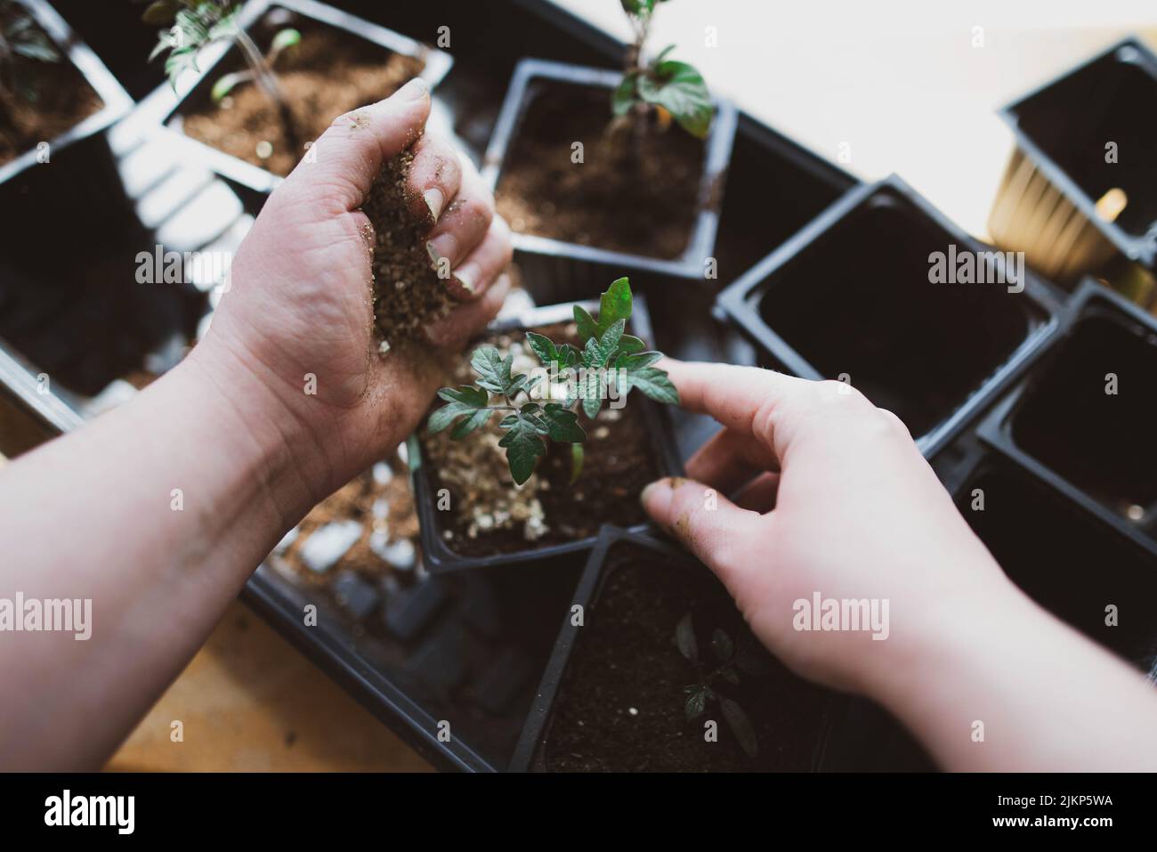Eintopfen auf Tomatensämlinge im Innenbereich, um sich auf die Frühjahrspflanzung vorzubereiten Stockfoto