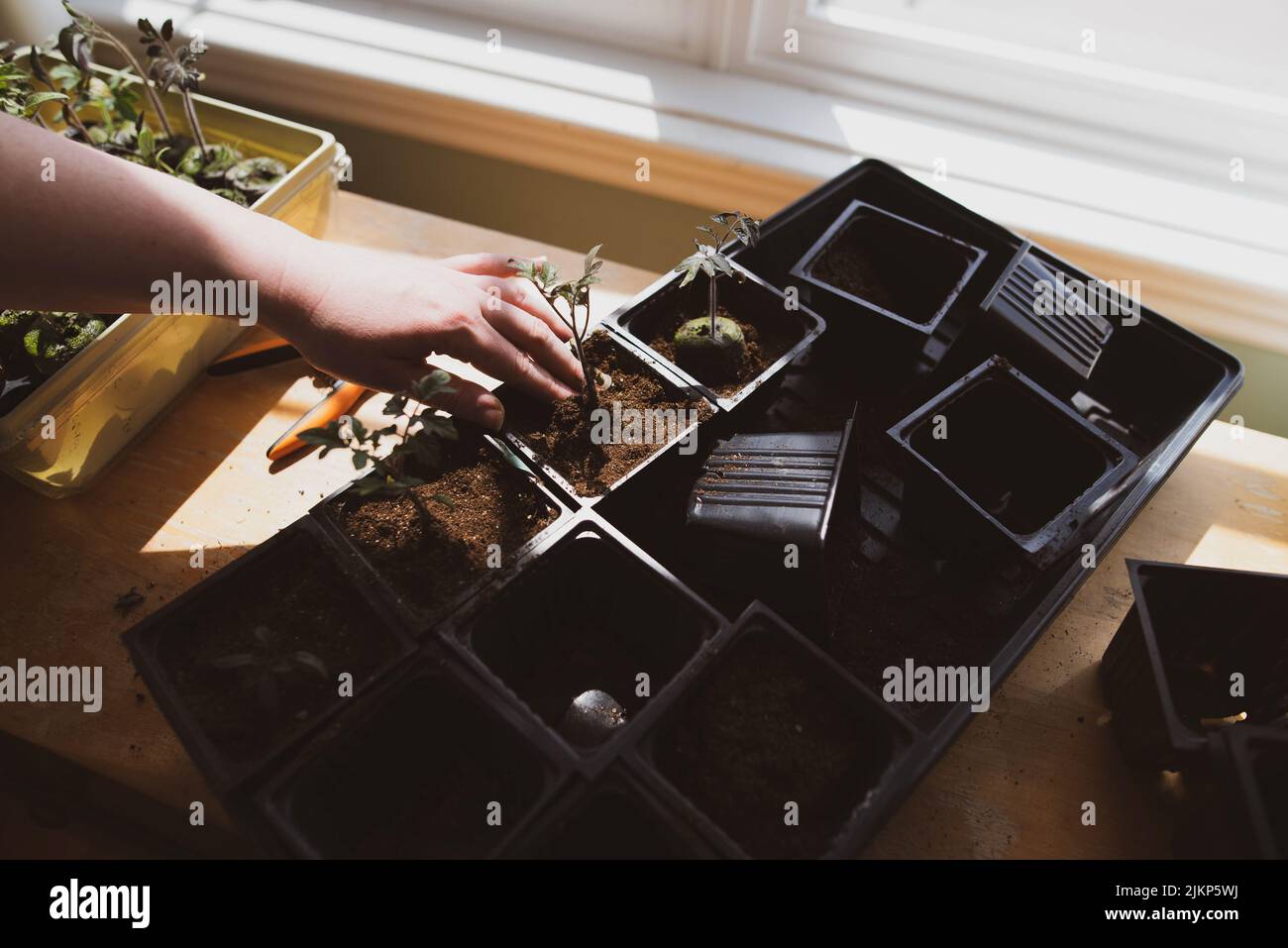 Eintopfen auf Tomatensämlinge im Innenbereich, um sich auf die Frühjahrspflanzung vorzubereiten Stockfoto
