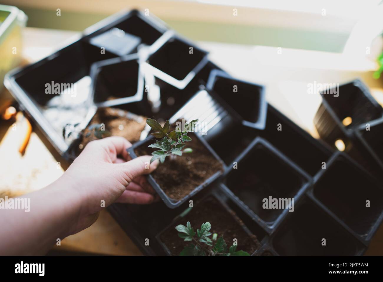 Eintopfen auf Tomatensämlinge im Innenbereich, um sich auf die Frühjahrspflanzung vorzubereiten Stockfoto