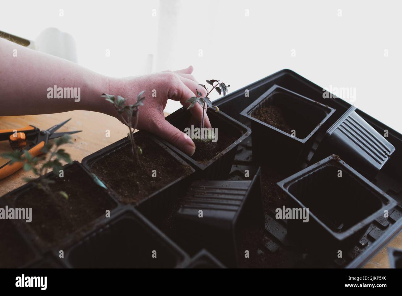 Eintopfen auf Tomatensämlinge im Innenbereich, um sich auf die Frühjahrspflanzung vorzubereiten Stockfoto
