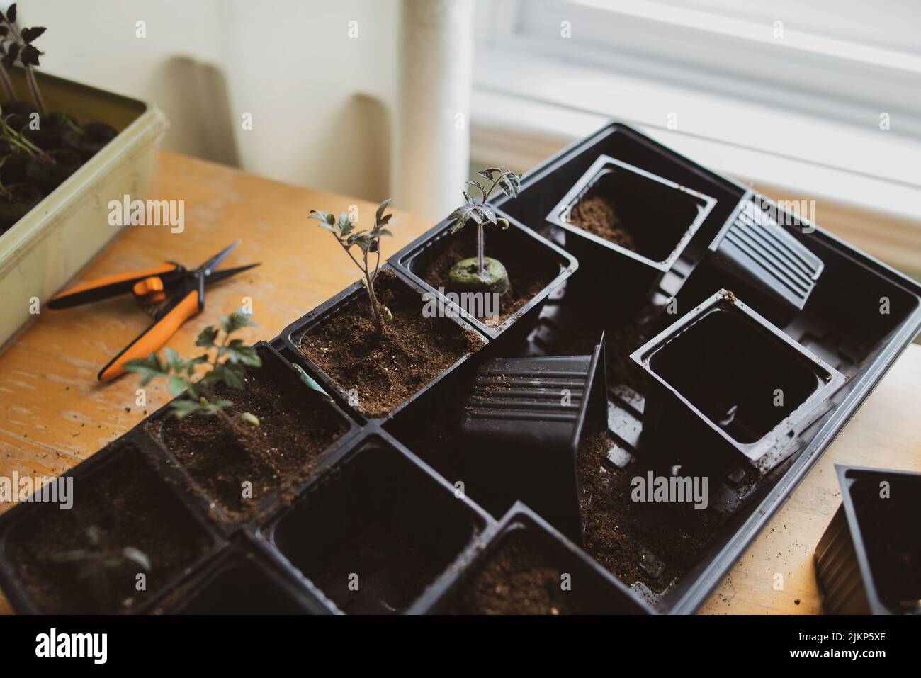 Eintopfen auf Tomatensämlinge im Innenbereich, um sich auf die Frühjahrspflanzung vorzubereiten Stockfoto