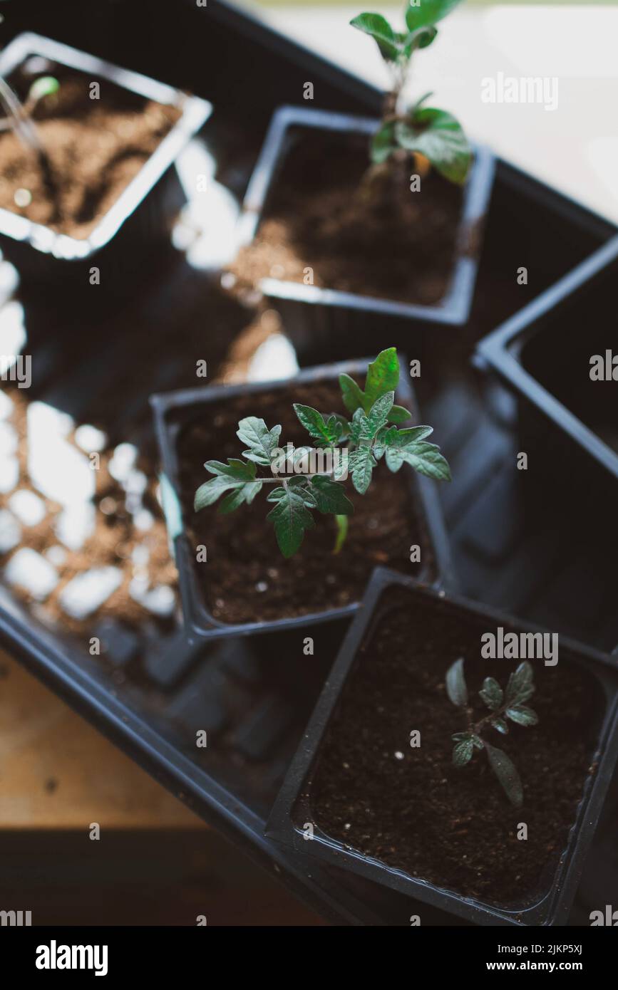 Eintopfen auf Tomatensämlinge im Innenbereich, um sich auf die Frühjahrspflanzung vorzubereiten Stockfoto