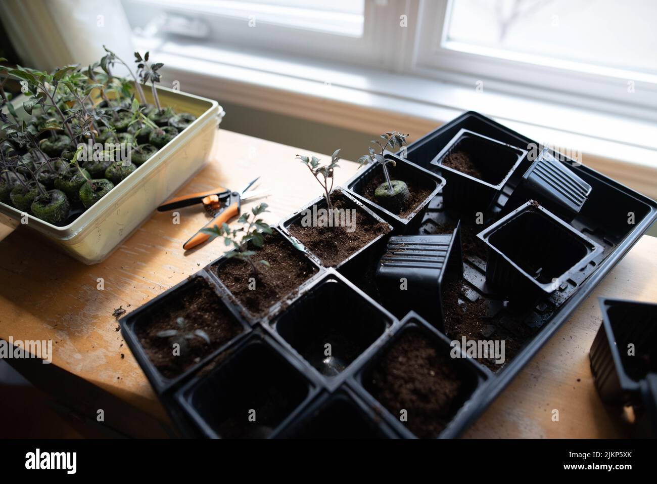 Eintopfen auf Tomatensämlinge im Innenbereich, um sich auf die Frühjahrspflanzung vorzubereiten Stockfoto