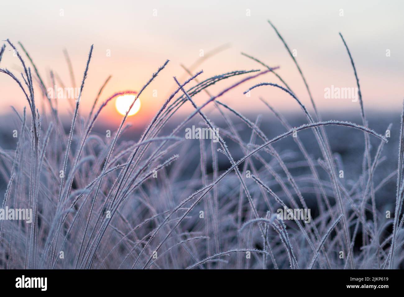 Ein selektiver Fokus von gefrorenem Gras unter dem klaren Himmel bei Sonnenaufgang Stockfoto