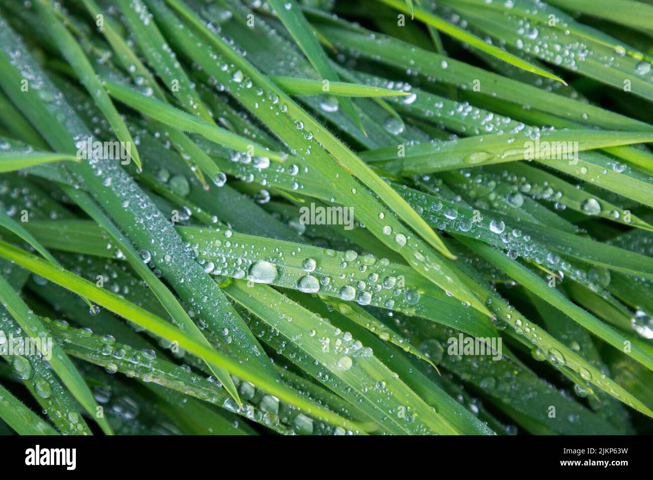Eine Nahaufnahme von frischem, grünem Gras mit Wassertropfen Stockfoto