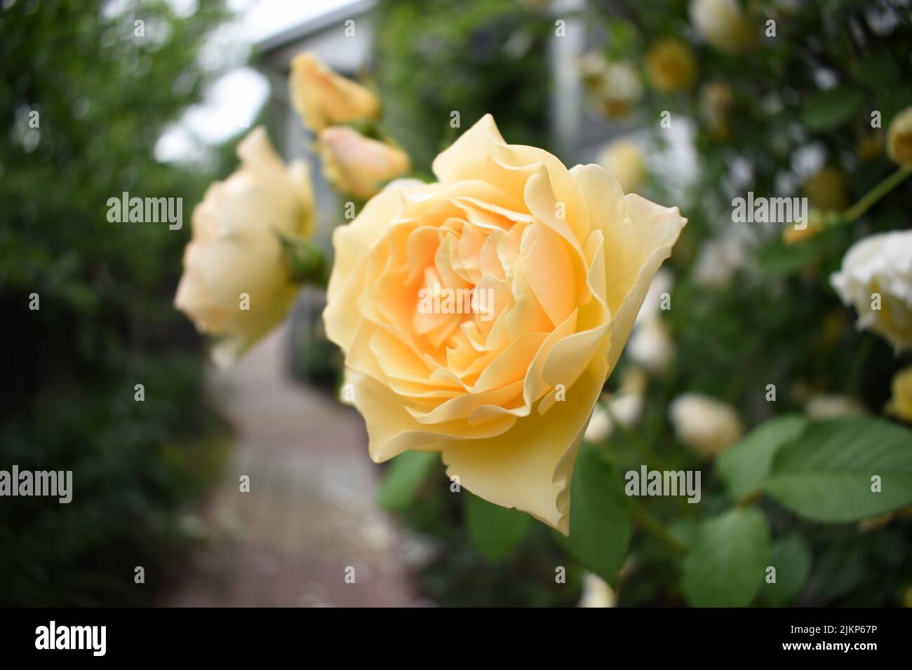 Eine Nahaufnahme einer gelben Rose, die im Frühling im Garten wächst Stockfoto