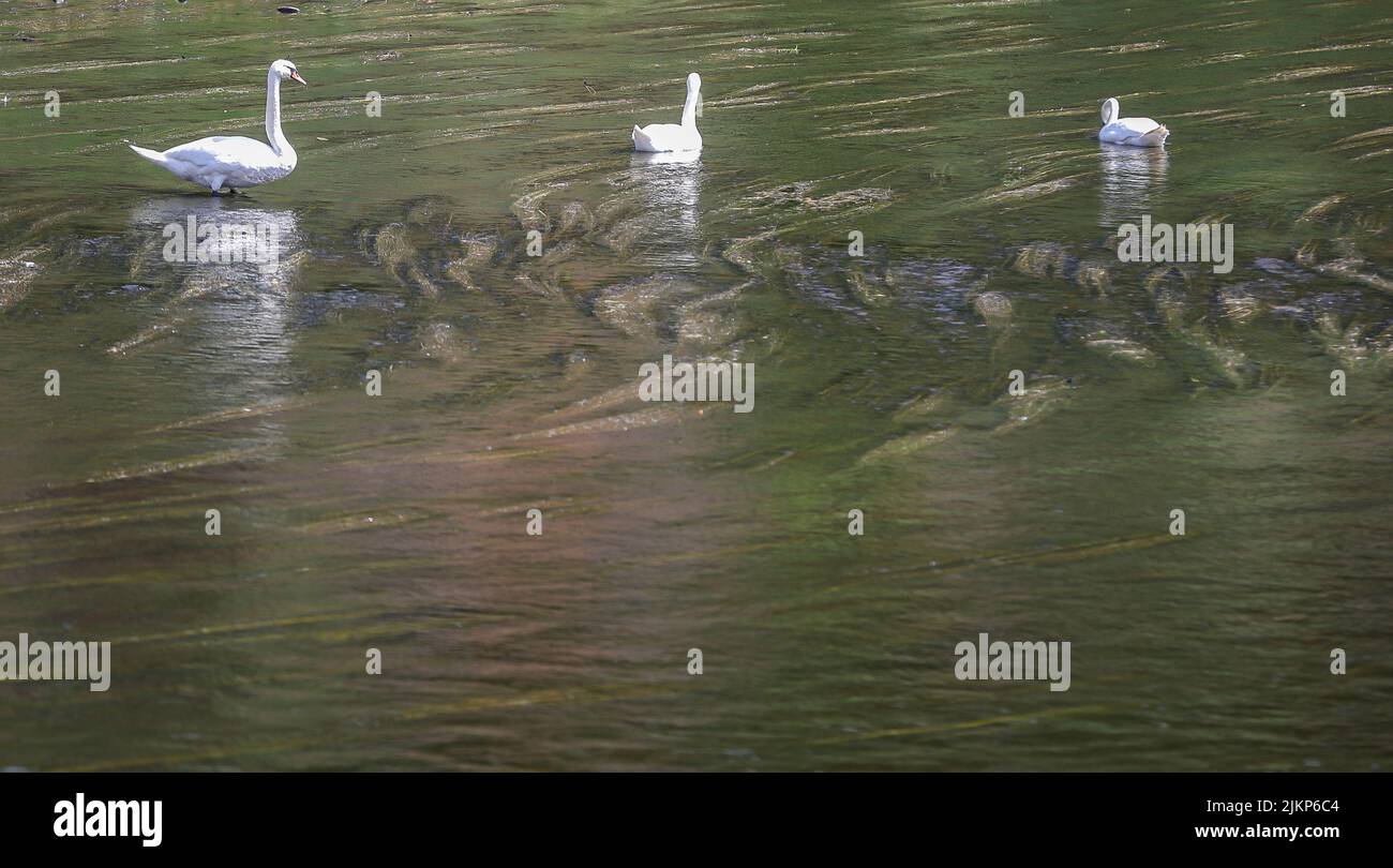 Grimma, Deutschland. 05.. Juli 2022. Drei Schwäne stehen und schwimmen in der langsam fließenden Mulde. Vor 20 Jahren, am 13. August 2002, überflutete die Mulde die Altstadt in einer Höhe von bis zu dreieinhalb Metern. Eine Person starb, 45 Häuser wurden zerstört und der Schaden wurde auf 270 Millionen Euro geschätzt. 20 Jahre später schützt ein Hochwasserschutzsystem, das mit immensen Kosten gebaut wurde, die Stadt. Quelle: Jan Woitas/dpa/Alamy Live News Stockfoto