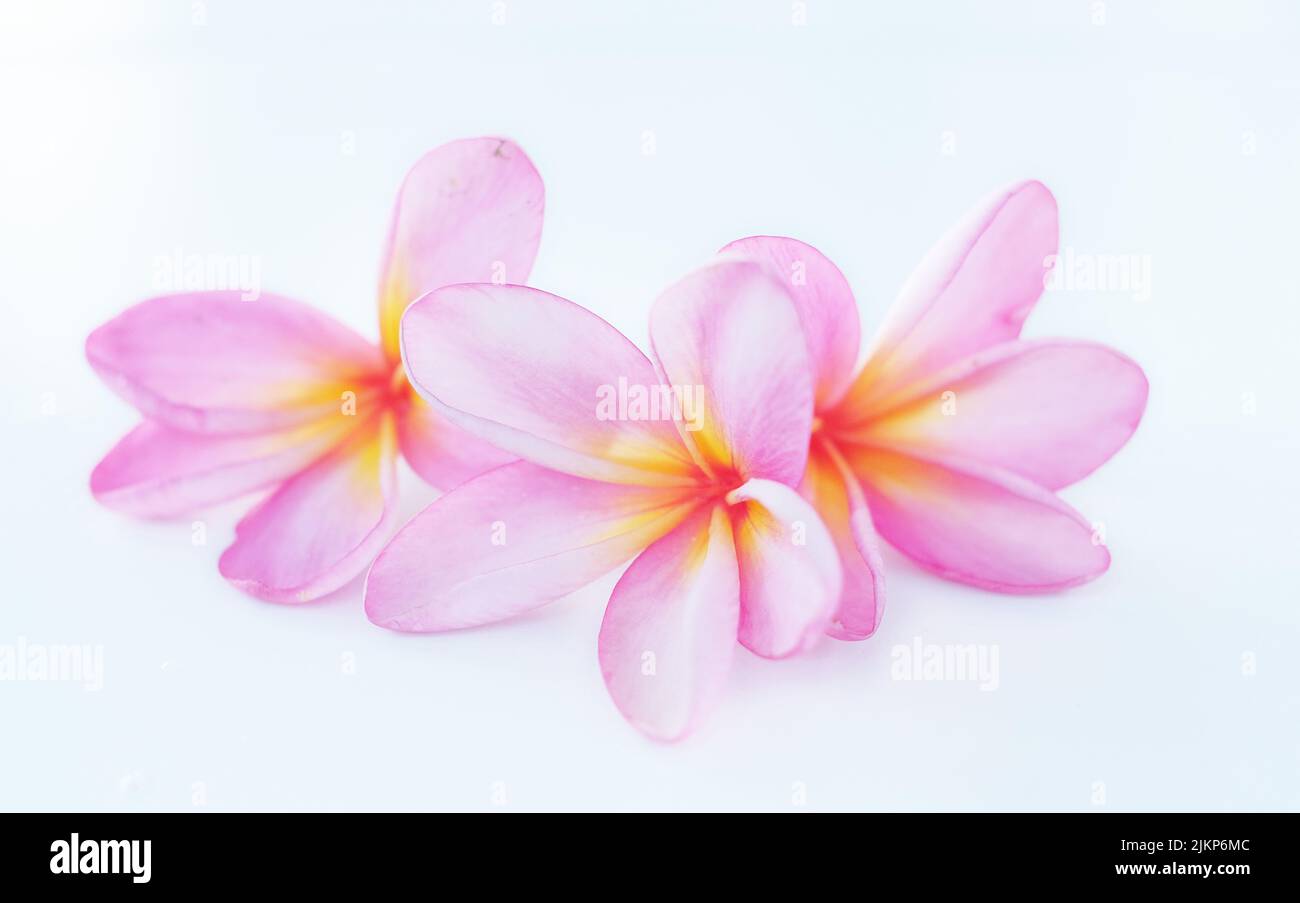 Die rote Frangipani isoliert auf weißem Hintergrund Stockfoto