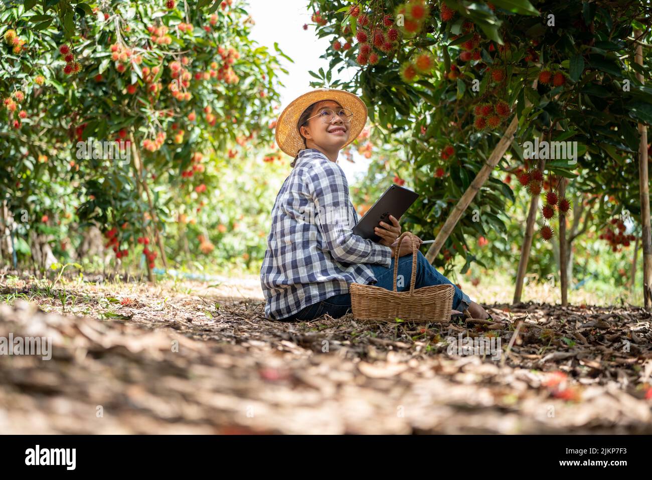 Asia Frau Farmer Rambutan Fruit Farmer Qualitätsprüfung von Produkt Rambutan mit Tablet oder Smartphone, Farmerin hält Rambutan aus Bio Stockfoto